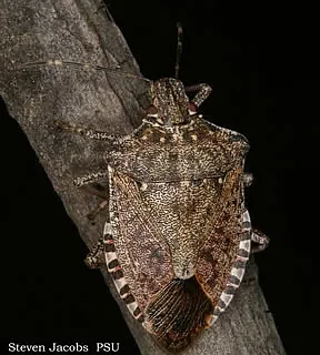 Stepping on a stink bug such as the one shown here isn't likely to be the best way to get them out of your home. Look below for why they're still in the state and how to dispose of them without any unnecessary unpleasantness.