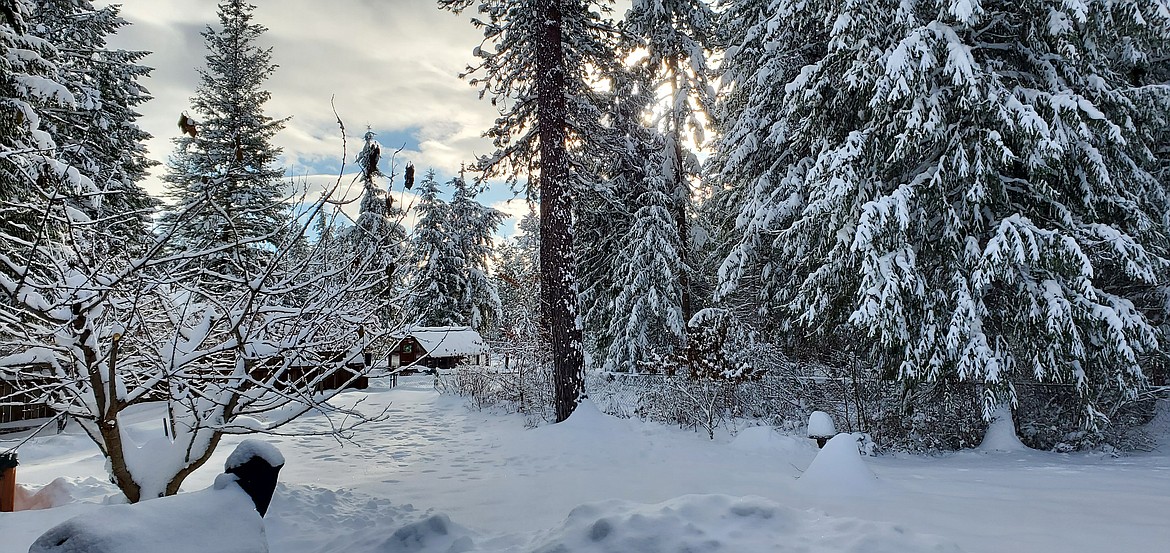 "My greenhouse in hibernation. Athol, Idaho, 12/2/22."