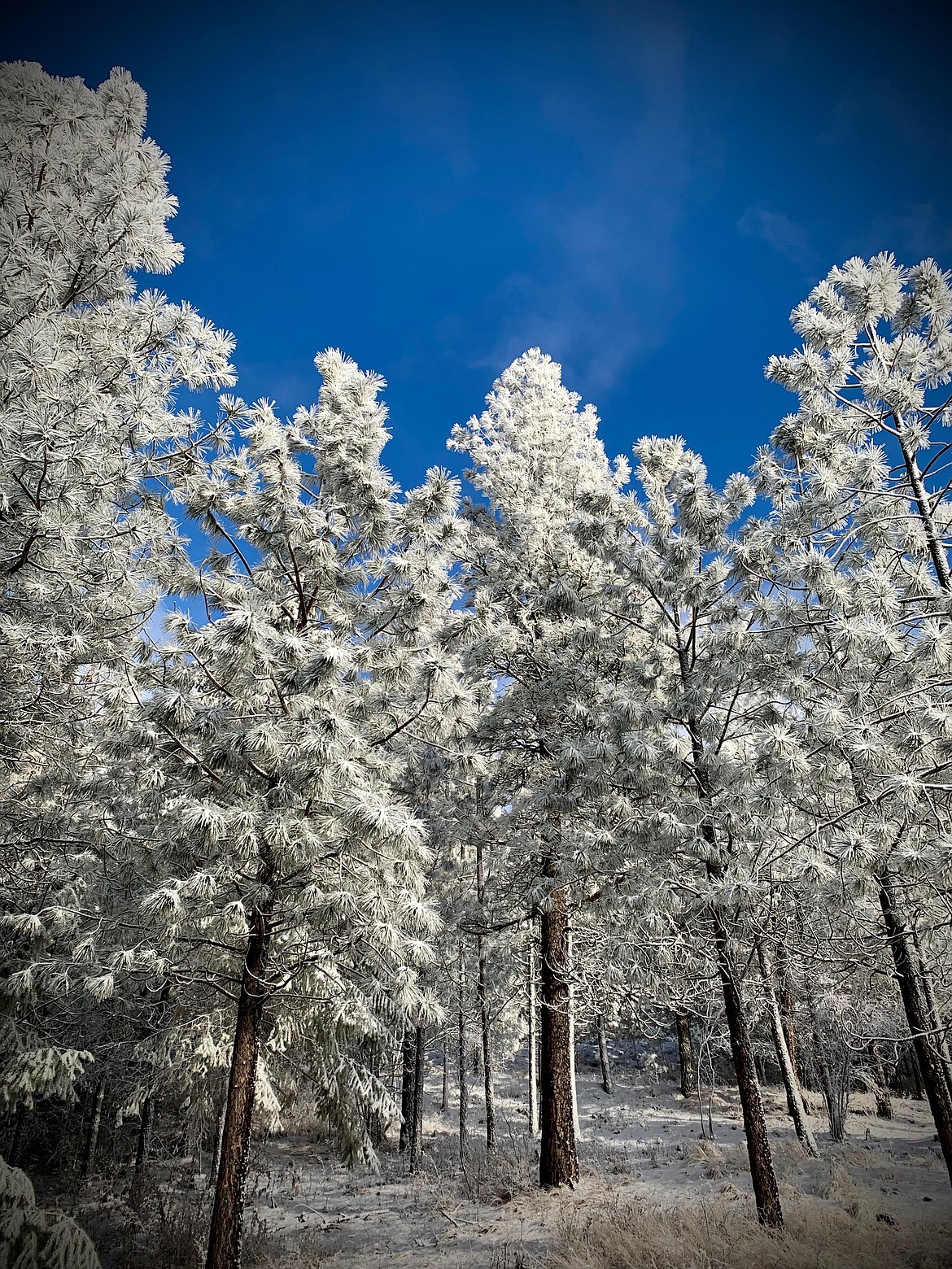 "Taken on 11/26/2022, the fog lifted for a while for a beautiful frosty photo opportunity in Post Falls."