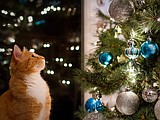 Decorating safely for the holidays with pets in the home
