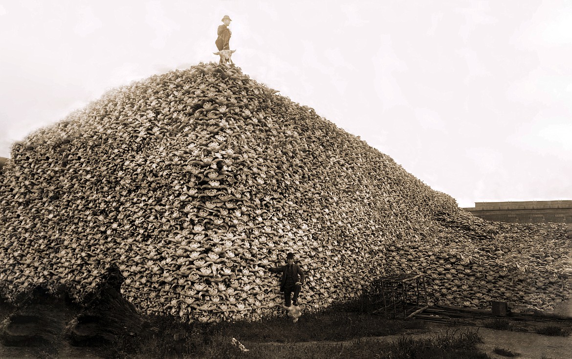 The decimation of the buffalo, aided by the Great Northern and other railroads, led to the "Starvation Winter" of 1883-84 among the Blackfeet. (provided by Great Northern Filmworks)