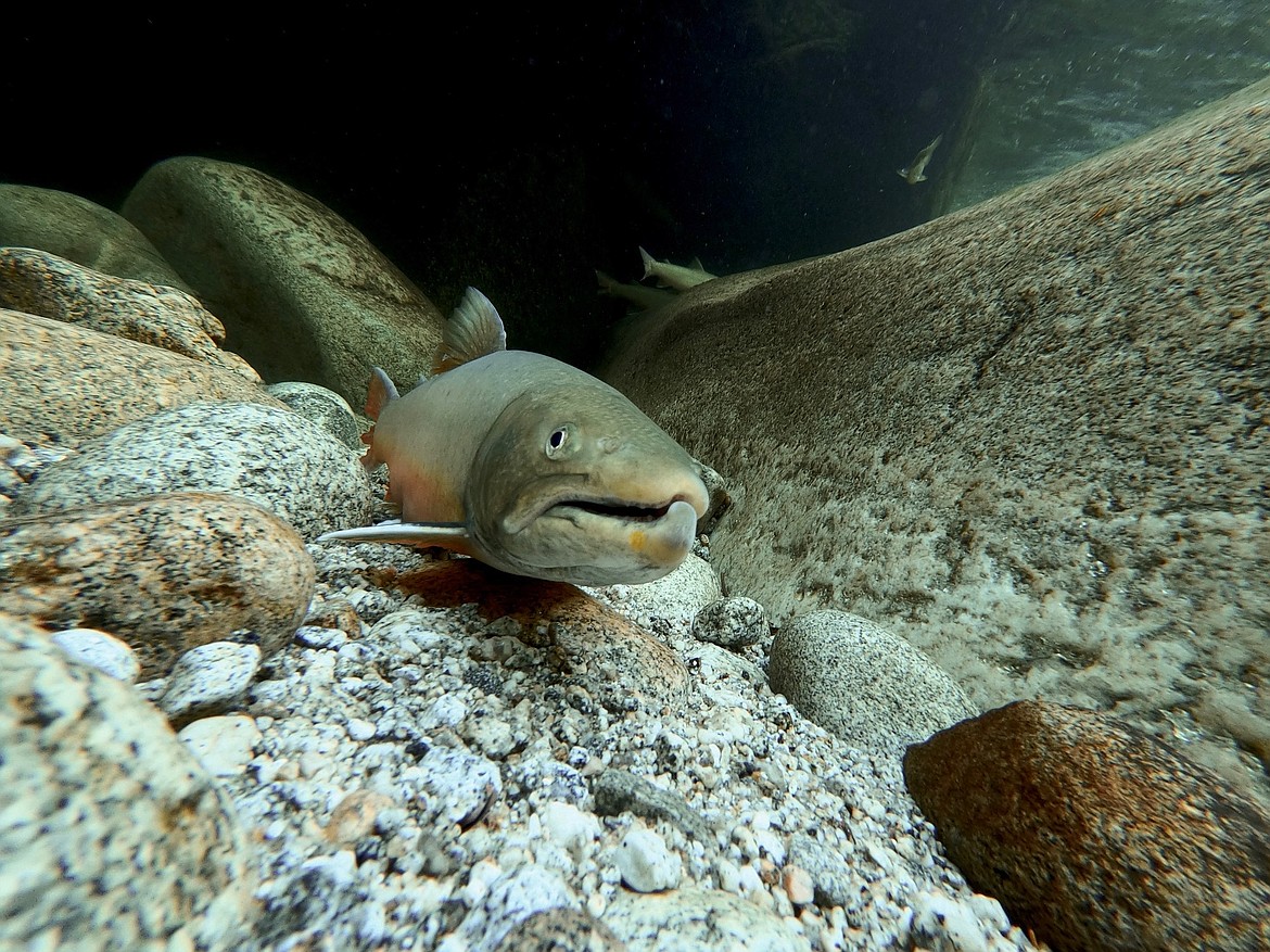 A bull trout eyes the camera as it swims among the rocks. Before European influence, the Lake Coeur d’Alene fishery had robust populations of bull trout, Westslope cutthroat and whitefish.