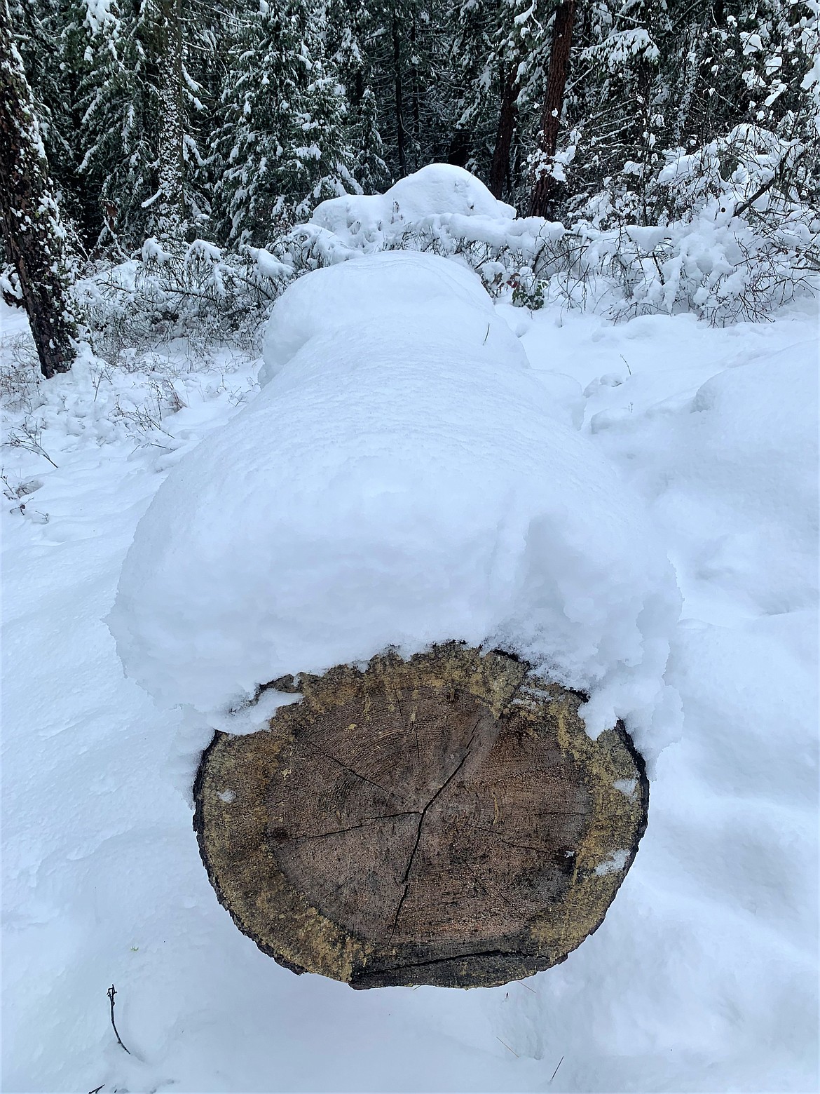 Snow rests on a tree on Tubbs Hill.