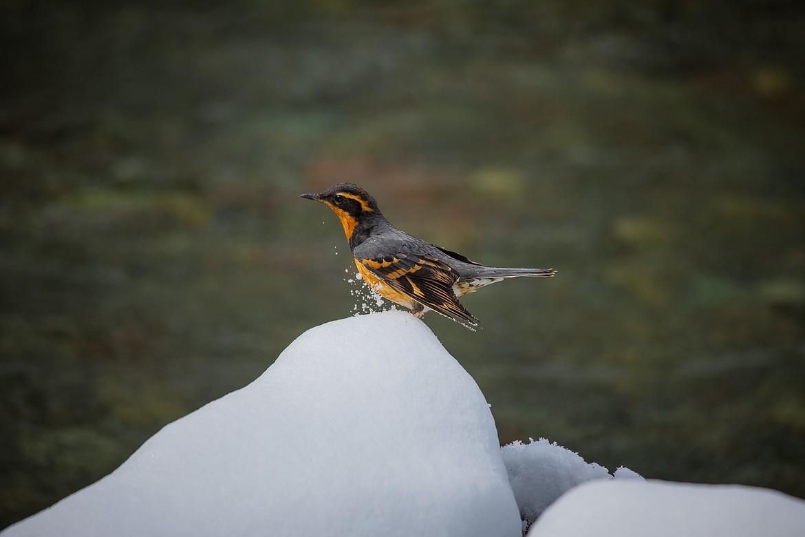 A varied thrush is pictured here in this photo shared online by the National Park Service at Glacier. These birds are commonly found in northwest Montana, Idaho and other western states. (via Flickr)