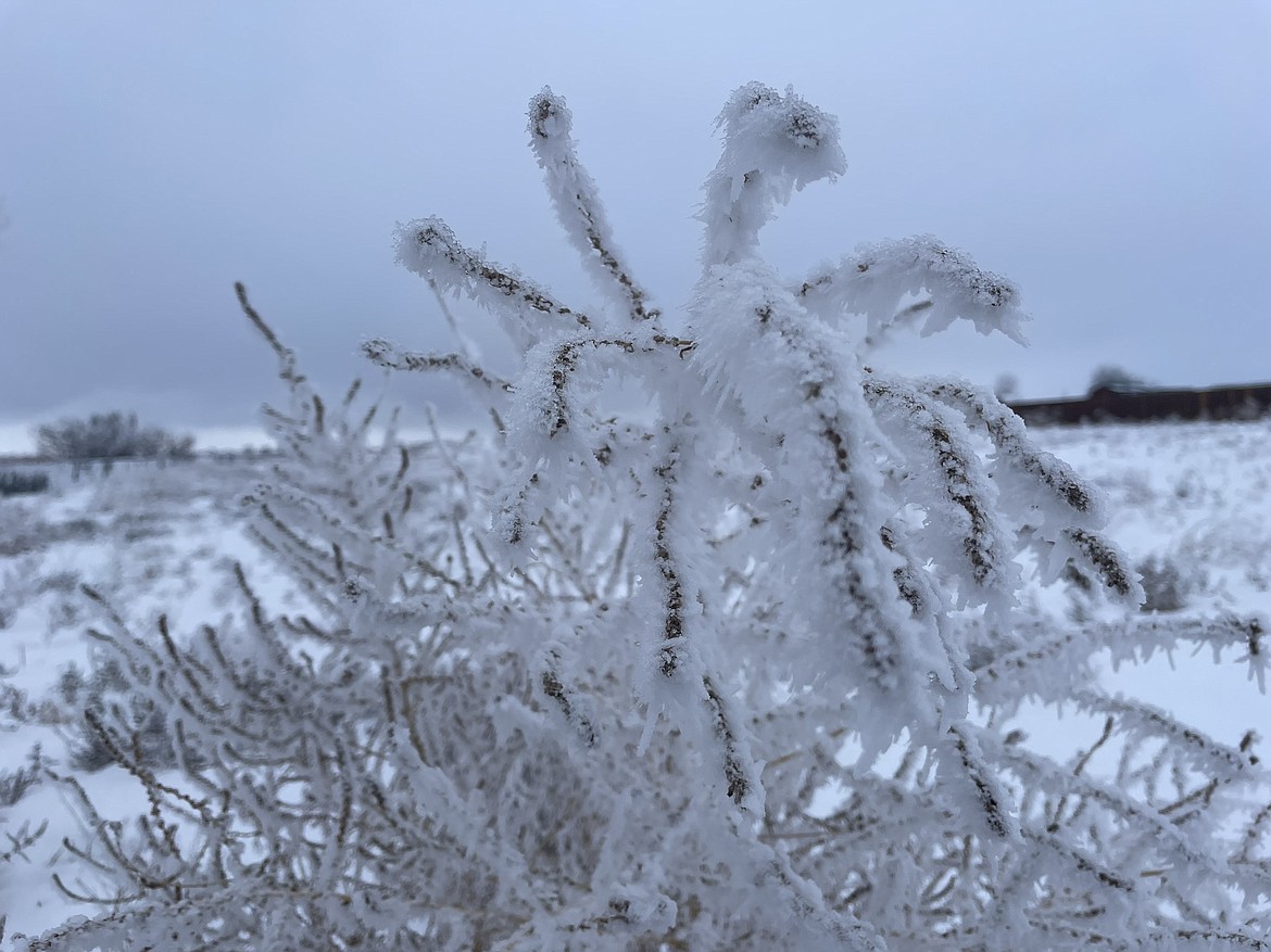 A few days of frost accumulation sits on some branches at a location north of Moses Lake on Saturday. The Columbia Basin has had a great deal of fog and hoar frost over the last week or so.