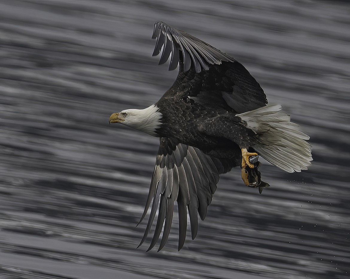 A bald eagle has a successful day of fishing. (Tracy Scott/Valley Press)