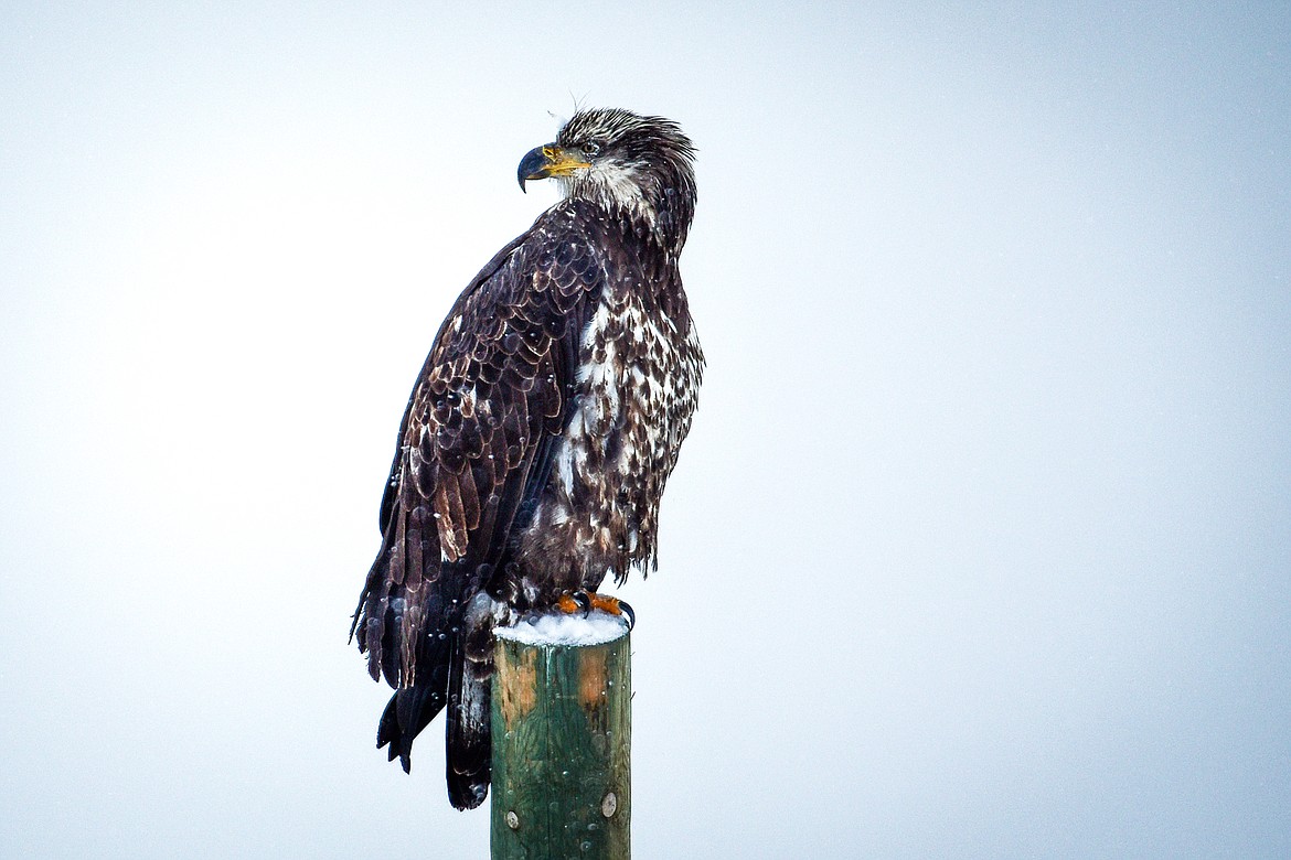 A juvenile bald eagle perches on a post along Fairmont Road on Tuesday, Dec. 20. (Casey Kreider/Daily Inter Lake)