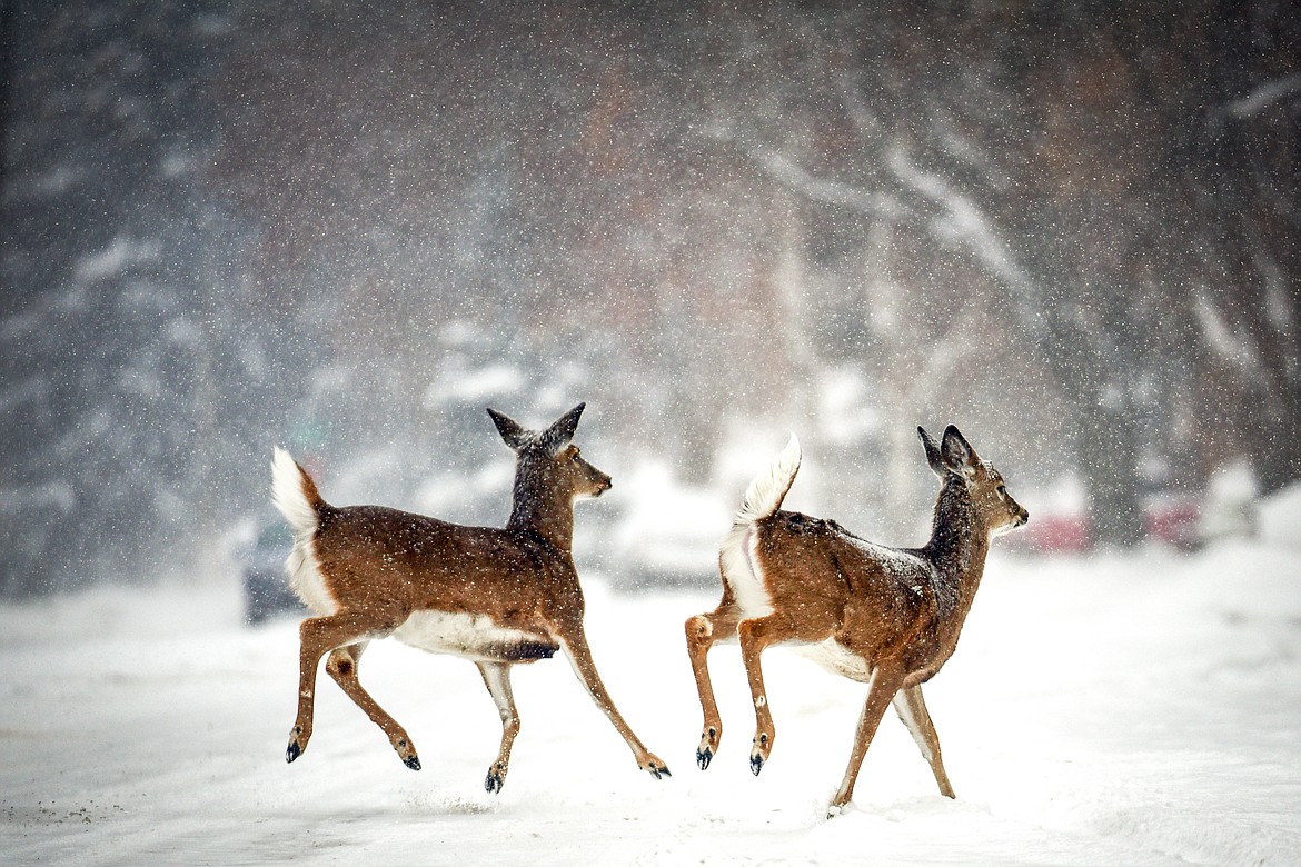 Two deer scamper across Woodland Avenue as snow falls in Kalispell on Tuesday, Dec. 20. (Casey Kreider/Daily Inter Lake)