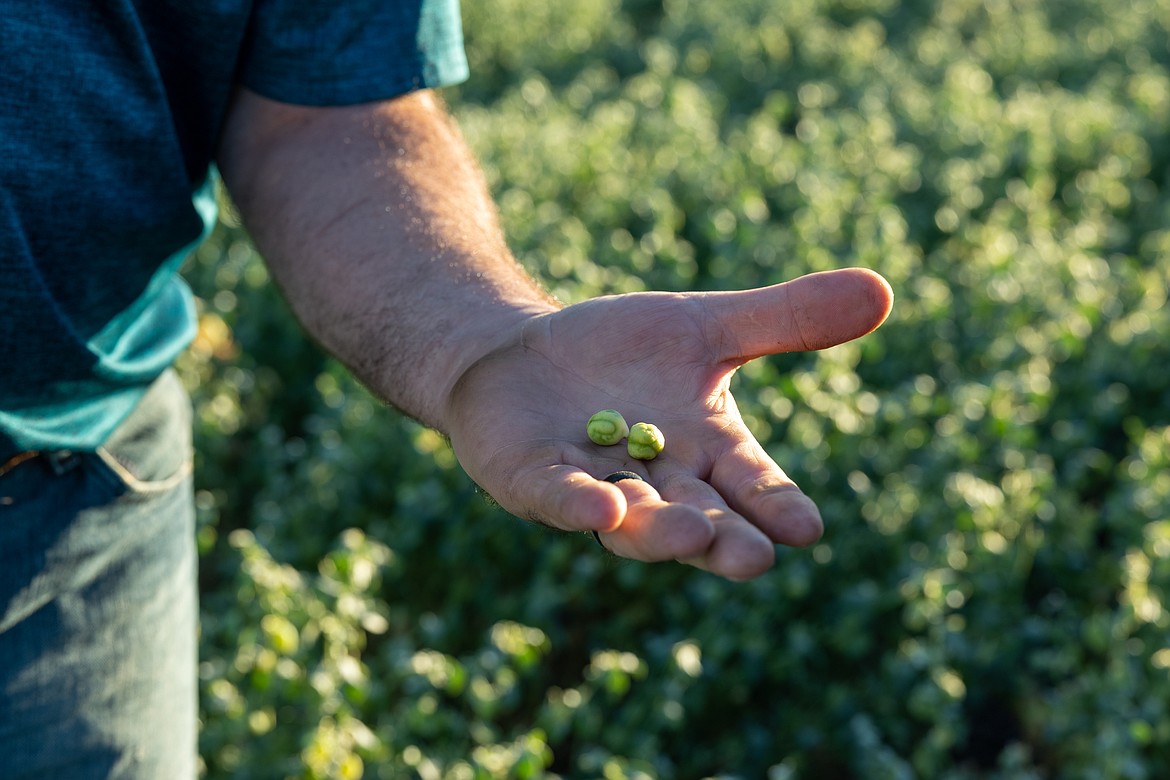 Chickpeas are a type of legume, specifically legumes that are grown and harvested for their dry seed and grown as food, which are also known as pulses. Pulses are used in a variety of ways but a lot of them are used in gluten-free alternatives, which are becoming more popular.