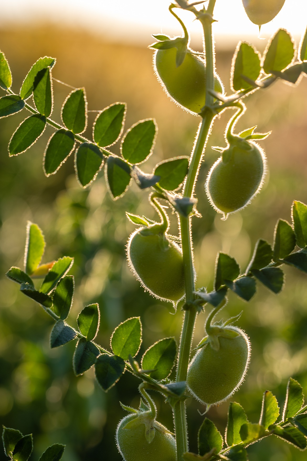 Pulses are something that benefits the consumer and farmers because they are more sustainable in terms of being able to grow in harsher conditions with little water and are not as hard on the soil because they replenish soil nutrients.