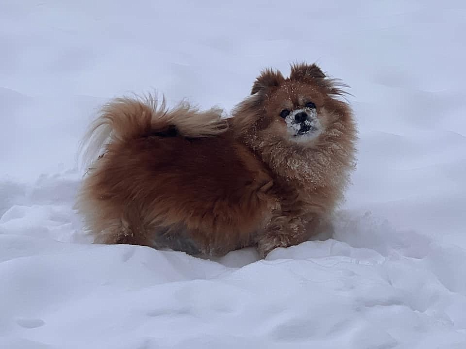 This is Aslan, my fuzzy boy. He just got done chasing a cat and saving our lives in this picture.