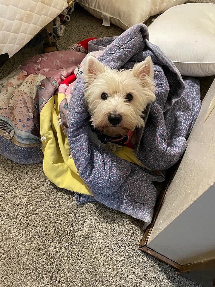 Mistie loves hot blankets from the dryer.