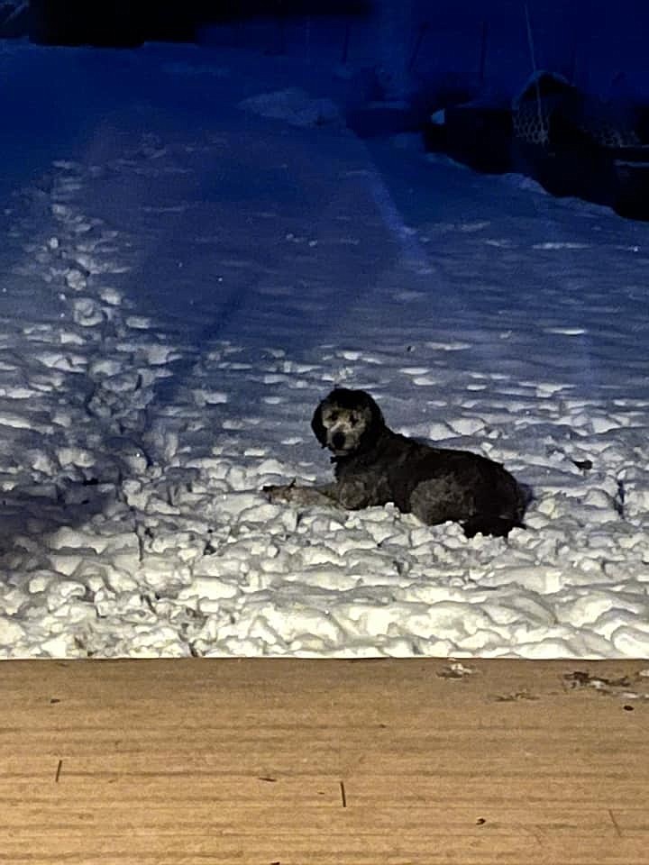 Our puppy Molly is enjoying her first winter and loves the snow.