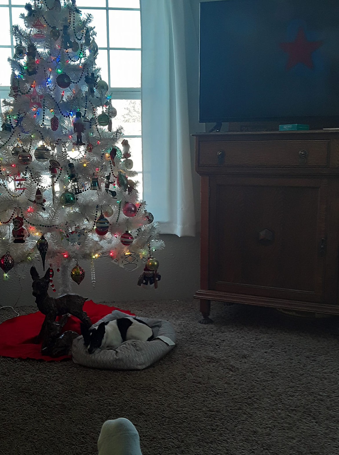 Scrapper hates rain and snow but loves cozying up under the Christmas tree.