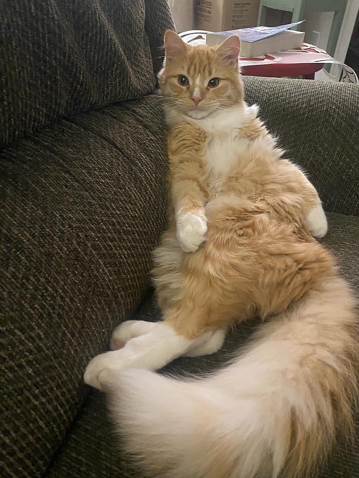 This is Tiger. He rules the roost at our place. Yes, he does have the fluffiest tail ever.