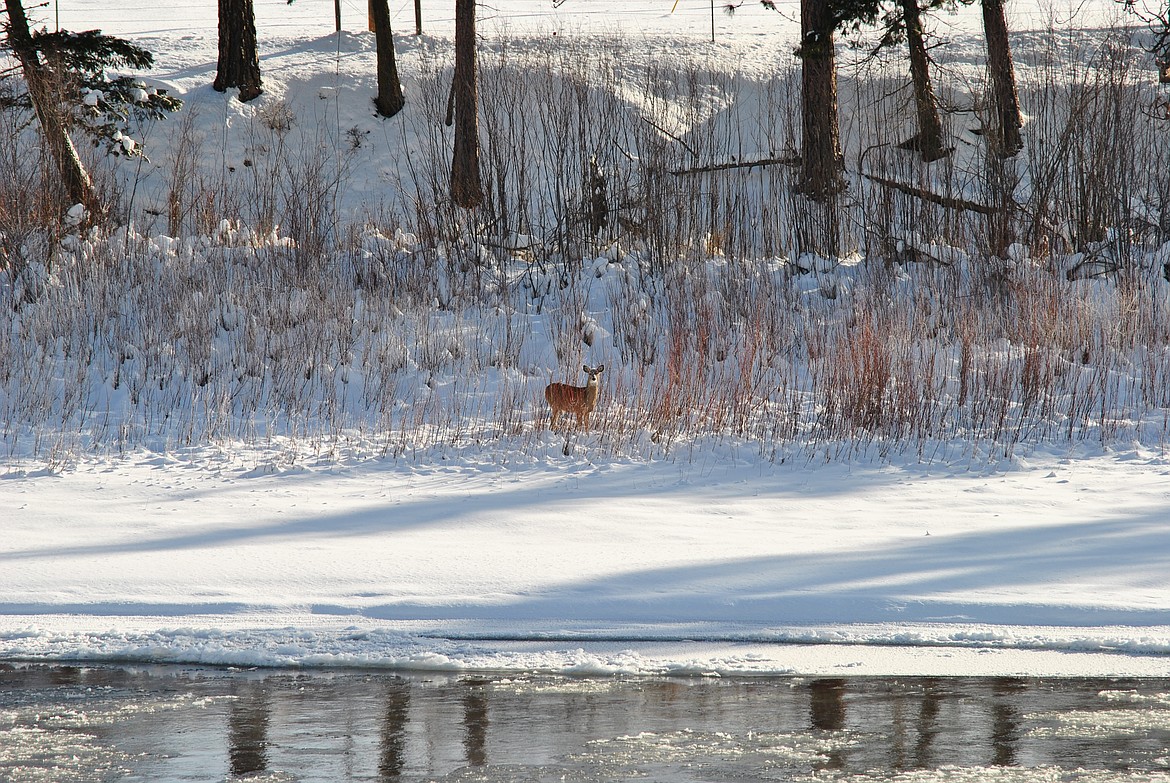 Though the sunshine looked warm last Thursday, it was bright but deceiving as temperatures hovered just below 0˚. This whitetail doe ventured down to the Clark Fork River near Dry Creek to break through the ice and get a drink. Can you spot the head of a buck bedded just up the river bank behind her, keeping watch? (Mineral Independent/Amy Quinlivan)