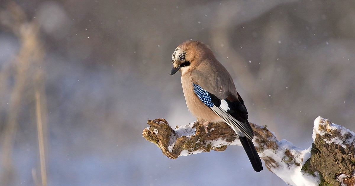 Landscaping options help lure, protect birds