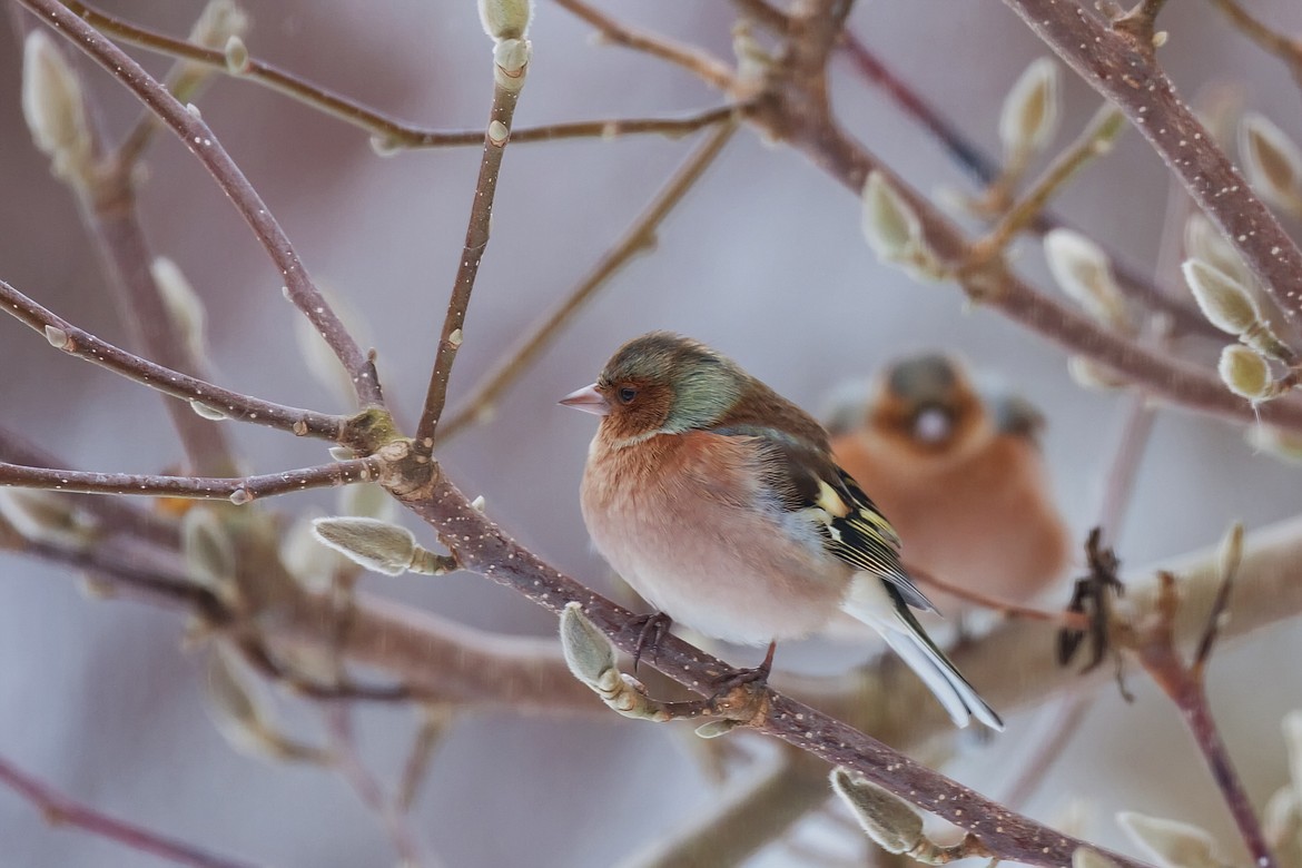 Native plants offers protection for area birds — in the winter and in the spring.