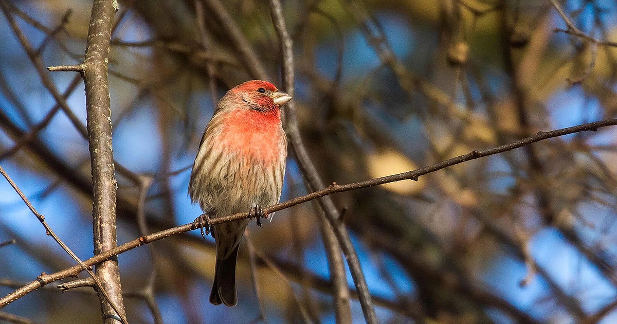 Christmas Bird Count announced Bonner County Daily Bee
