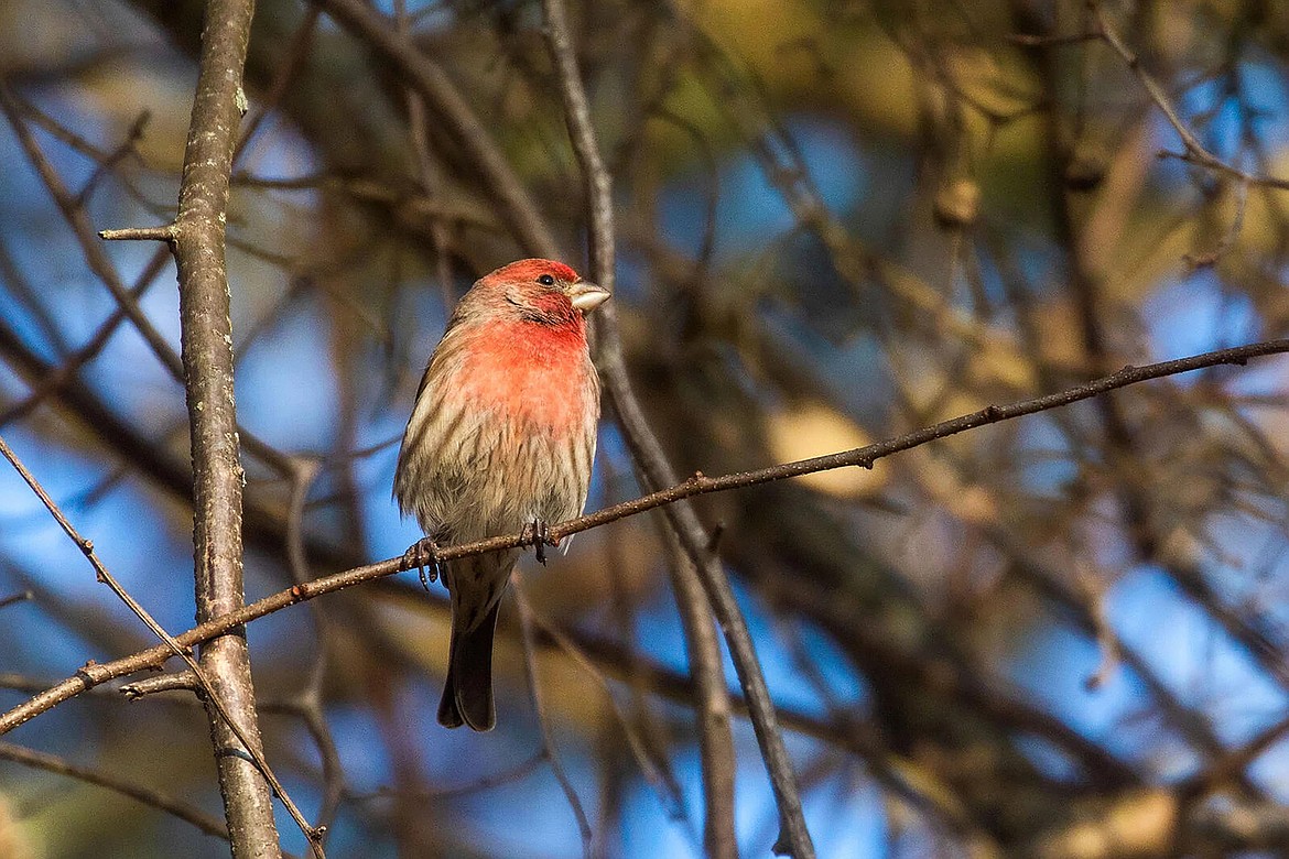 Christmas Bird Count announced Bonner County Daily Bee