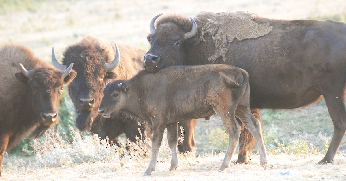 Blackfeet Lottery For Bison Hunt | Hungry Horse News