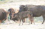 Blackfeet lottery for bison hunt