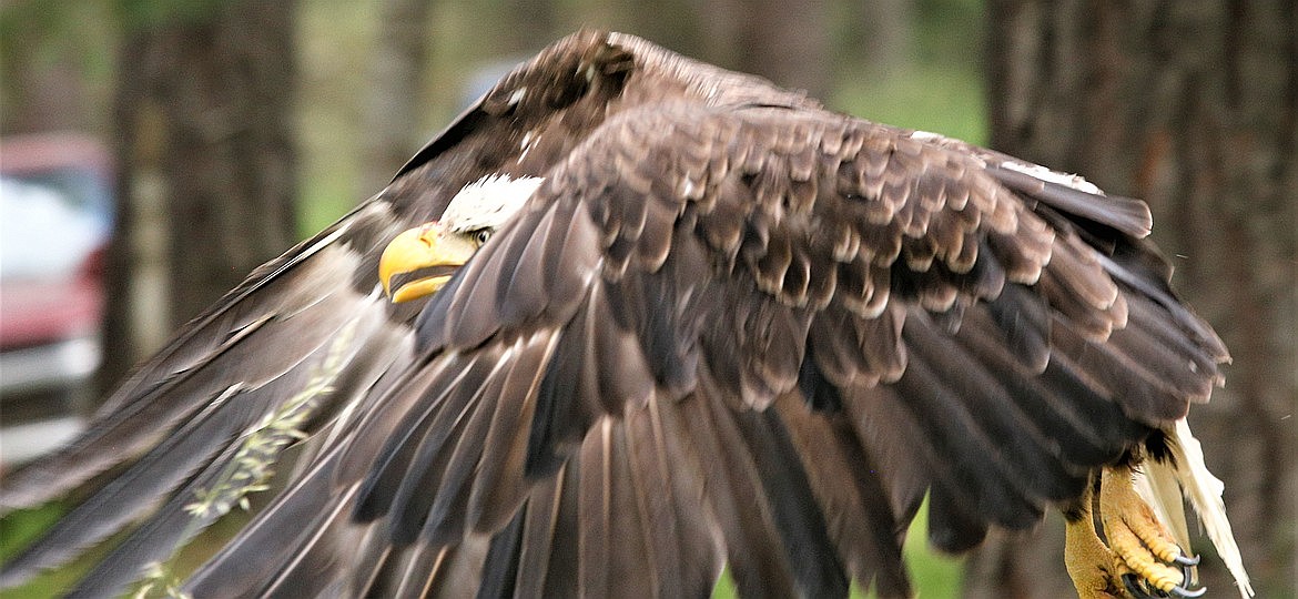 A bald eagle flies away at Birds of Prey Northwest in June.