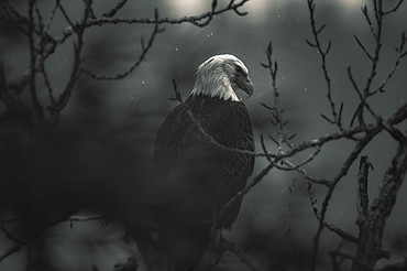 Taken Dec. 18, 2022, on Coeur d'Alene Lake Drive, a bald eagle was watching for fish when the photographer stumbled across him in the trees.