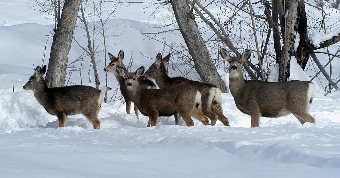 How much precipitation the state gets in both rain and snow can have a significant influence on how herds fare from year to year, how many die each winter, as well as how many get consumed by predators.