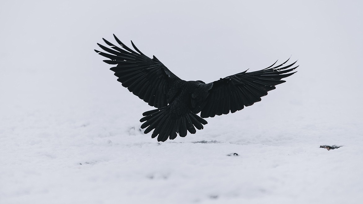 A stock photo shows a crow in flight. (Niklas Veenhuis/Unsplash)