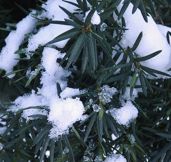 Ornamental Yew Toxic to wintering wildlife Coeur d'Alene Press