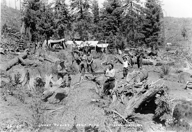 This 1936 shows men with crosscut saws and peaveys working on logs and stumps at the Upper Beaver CCC Camp.