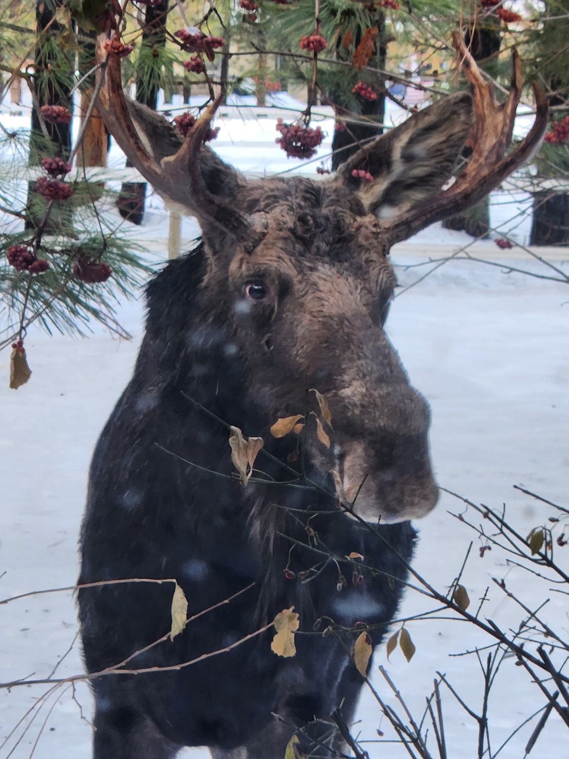 I now have a pet moose. I'm at my kitchen window. He's right at the railing of my front deck.