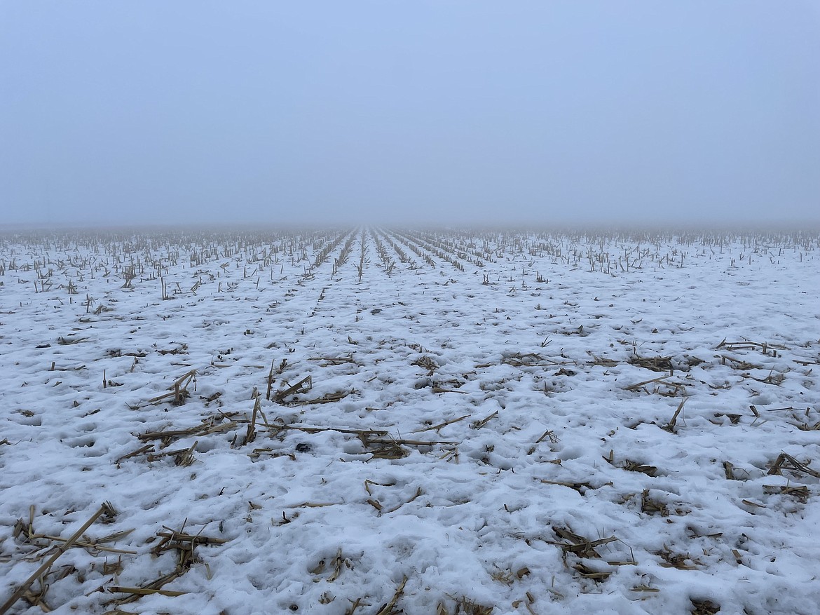 A fog-enshrouded corn field south of Moses Lake.