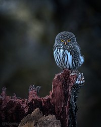 A northern pygmy owl sits on a stump in Coeur d'Alene in this photo taken by photographer Peter Hamilton of Hayden. The tiny raptor is described on peregrinefund.com: "Despite its small size, the northern pygmy owl is a voracious hunter with a particular appetite for passerines, or song birds."