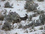 Protect wintering wildlife by leaving them alone