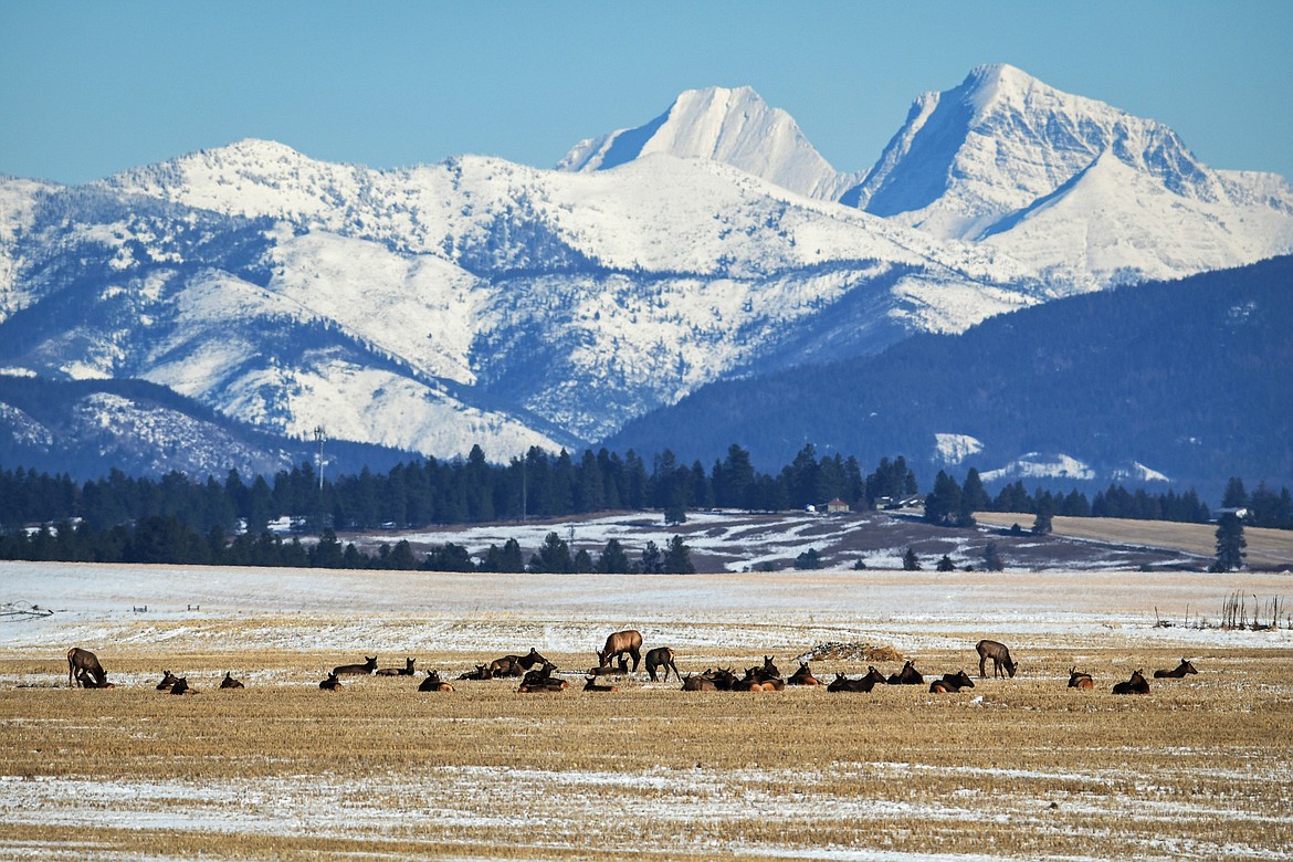 Elk graze and bed down in a field in West Valley on Thursday, Nov. 17. (Casey Kreider/Daily Inter Lake)