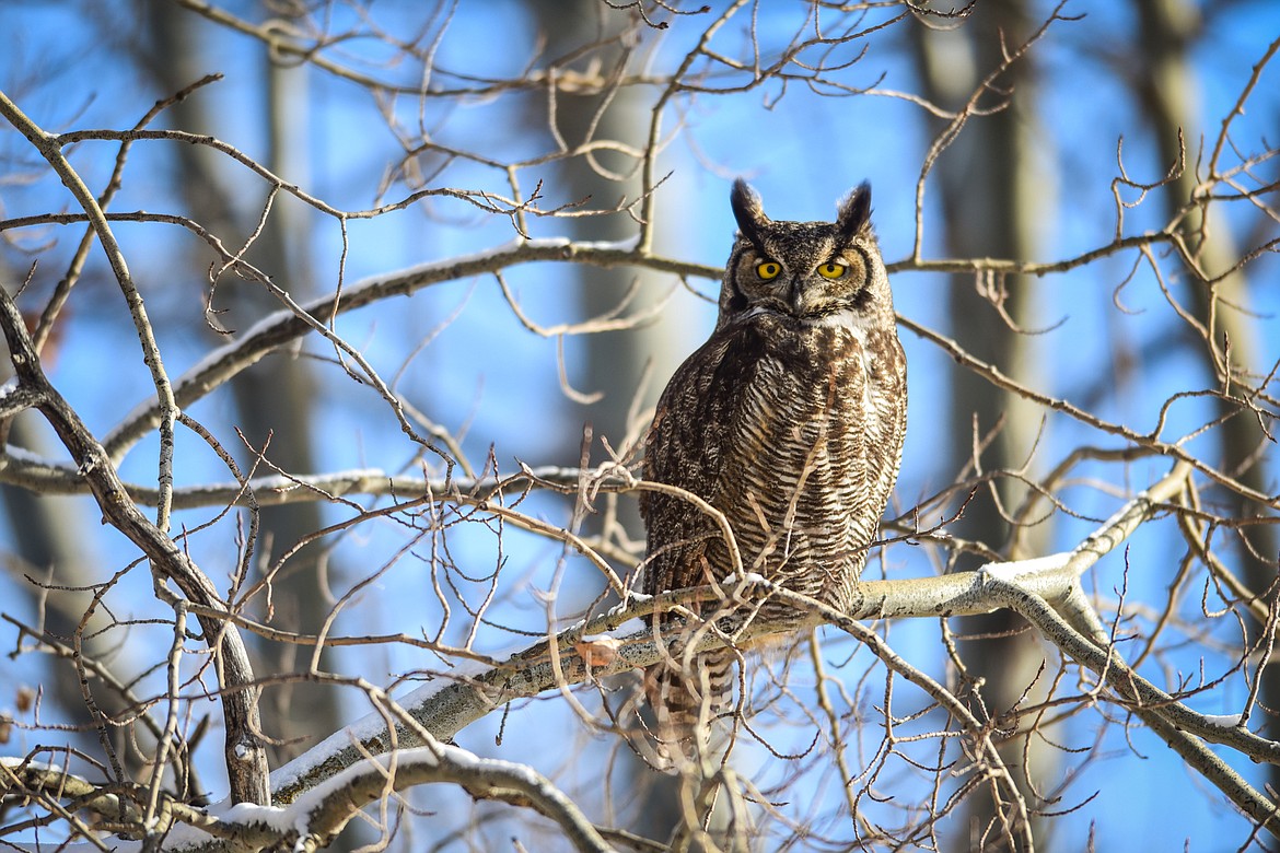 A great horned owl perches in a tree south of Kalispell. (Casey Kreider/Daily Inter Lake)