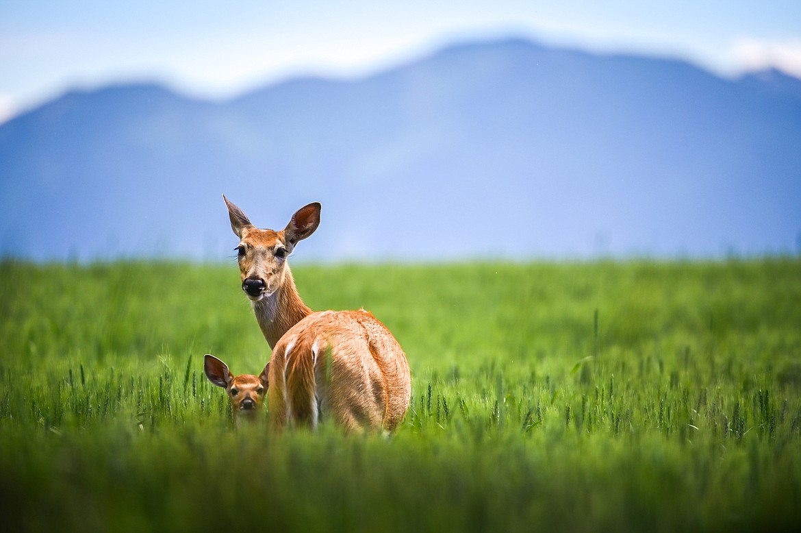 A doe and her fawn graze in a wheat field along North Somers Road on Thursday, July 7. (Casey Kreider/Daily Inter Lake)