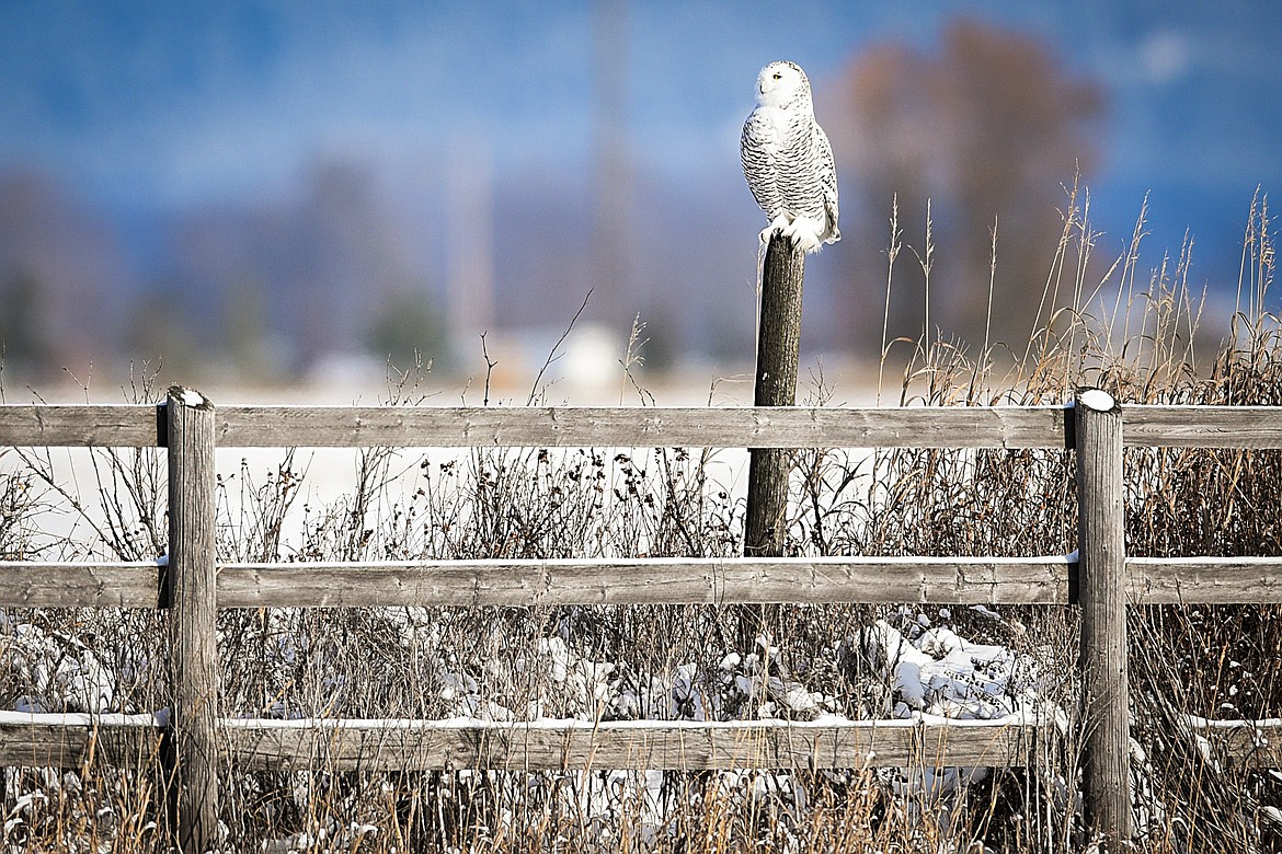 A snowy owl perches on a fence post south of Kalispell. (Casey Kreider/Daily Inter Lake)
