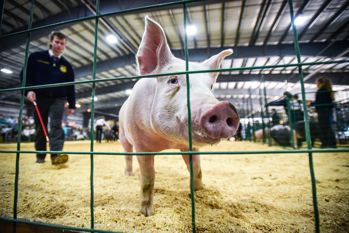 Jaden Schreckengust  guides his pig around the arena during senior swine showmanship  at the Northwest Montana Fair on Wednesday, Aug. 17. (Casey Kreider/Daily Inter Lake)