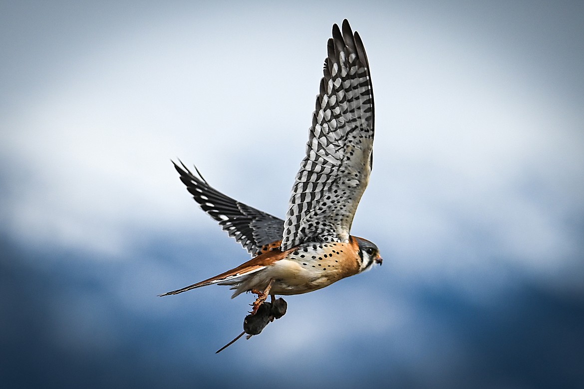 An American kestrel carries its prey as it flies along North Somers Road on Friday, March 11. (Casey Kreider/Daily Inter Lake)