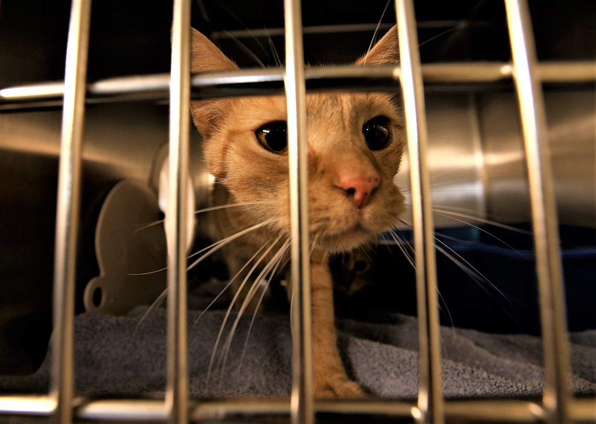 A cat at the Kootenai Humane Society in 2022 peeks through its kennel gate .