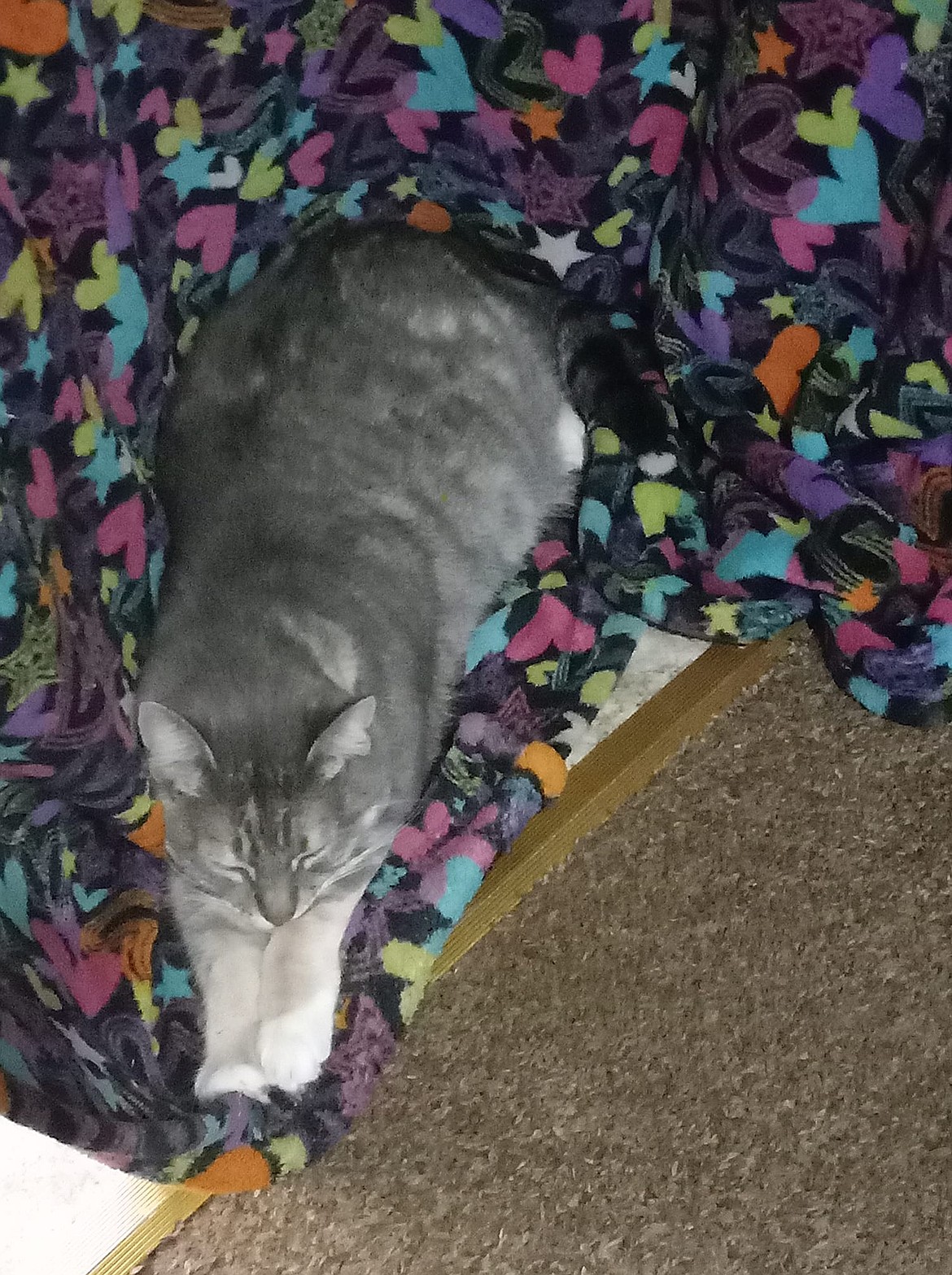 Charlene Fallentine’s Lunabelle lounges on a cozy blanket.