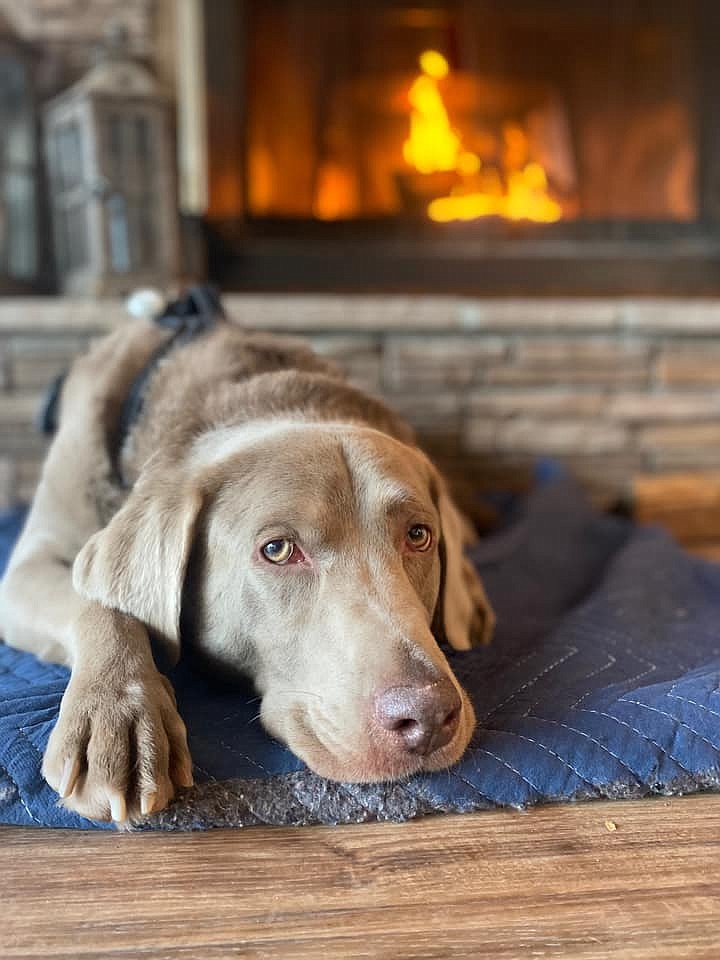 Olga Justesen submitted a photo of Odie, her lab that she absolutely adores. She was concerned that labradores, being the wonderful critters they are, were not as represented in the discussion as they should be.