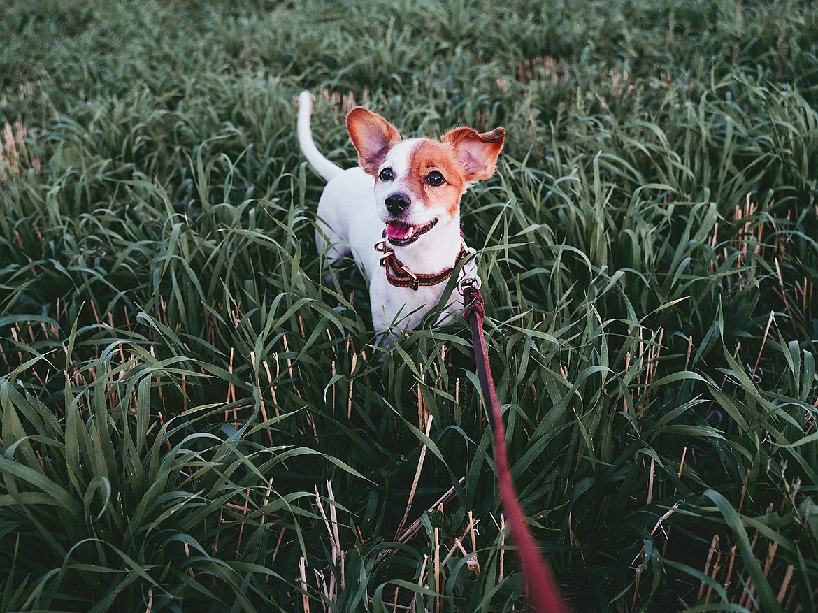 New Years resolutions aren't just for the two-legged members of the household. Picking some goals for pets and pet care can make fuzzy family members happier and safer.