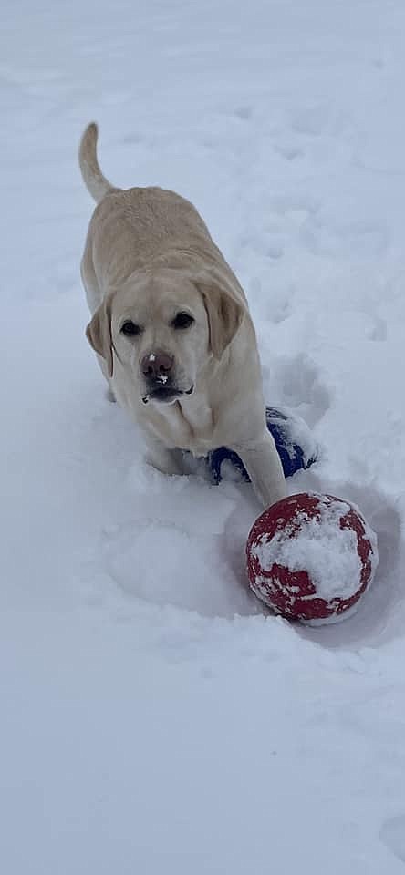 “This is Wilson, the love of my life. He loves this weather we’ve been having,” said Heidi Vanoy Cardin of her favorite fuzzy snowball.