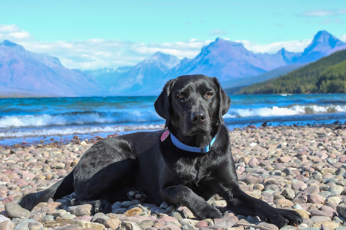 Lucy, a nearly 3-year-old black Labrador retriever, came to the Children's Advocacy Center in Coeur d'Alene after beginning her life of service at Guide Dogs for the Blind in Oregon.