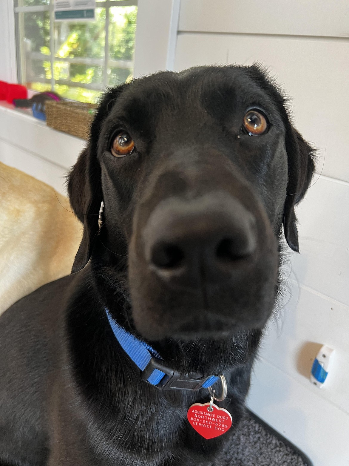 Lucy, a team member at the Children's Advocacy Center, is the fourth courthouse dog in Idaho and the first placed in Idaho by Assistance Dogs Northwest. When she's not working, she enjoys playing with her ball.