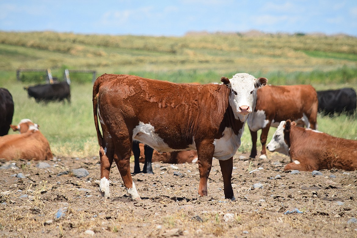 Cattle in a pasture north of Moses Lake in June of 2022. The USDA is investing $9.6 million in the country’s meat supply chain, the department announced recently. That investment could help Washington ranchers get their product to market.